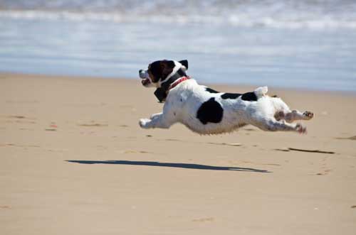 Functional Health for Pets