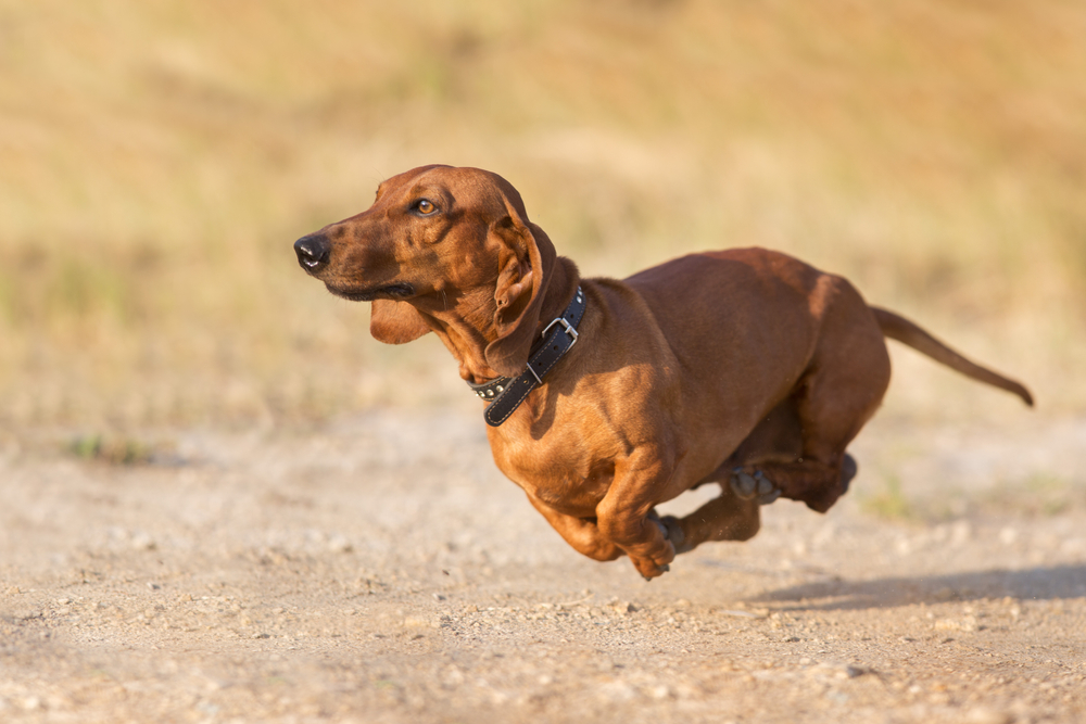 Get Started with Functional Pet Health